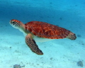   Turtle swimming off Klein Curacao. No lights used. Curacao used  